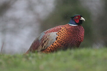 pheasant in the grass