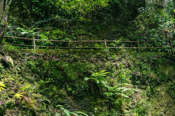 Vegetación en el Bosque de los tilos, en la isla de la Palma.