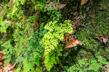 Vegetación en el Bosque de los tilos, en la isla de la Palma.
