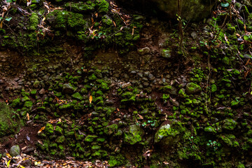 Vegetaci&oacute;n en el Bosque de los tilos, en la isla de la Palma.