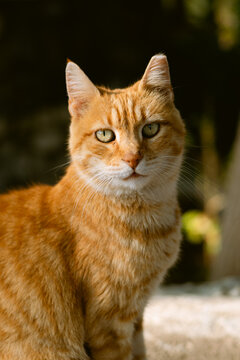 portrait of a red cat with green eyes