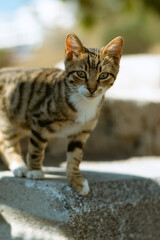 Fototapeta premium cute young cat on the stairs looking at the camera
