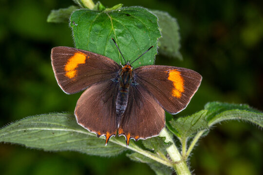 DE, RLP, Hatzenport, Mosel, 26.05.2022, , Thecla betulae, Nierenfleck-Zipfelfalter