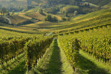 Rows of vine.
Rows of vine with yellow leaves for autumn season. Langhe area, Piemonte, Italy.
