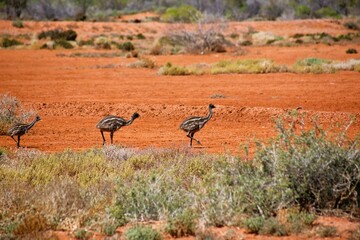 Emu babies
