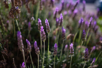 Lavandula or lavender flowers closeup. Mostly blurred flowery background