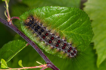 DE, NRW, Opladen, 04.06.2022,  Lymantria dispar, Schwammspinner, Raupe