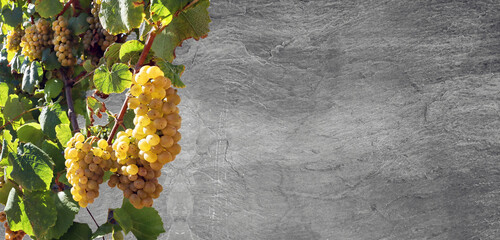 White wine grapes isolated on slate texture as background, concept for design elements for wine tasting, catering, winery and vineyard