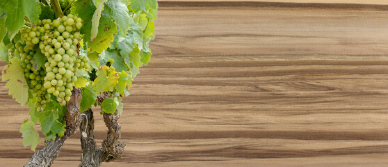 White wine grapes isolated on satin walnut wooden texture as background, concept for design elements for wine tasting, catering, winery and vineyard