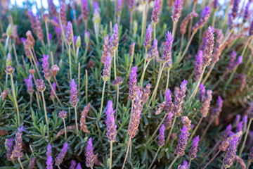 Lavandula or lavender flowers closeup. Mostly blurred flowery background