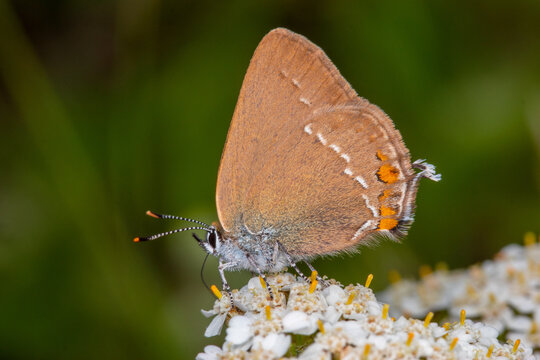 DE, RLP, Valwig, Mosel, 07.06.2022 Satyrium acaciae, Kleiner Schlehenzipfelfalter