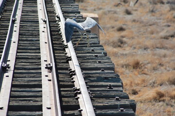 bird on a bridge