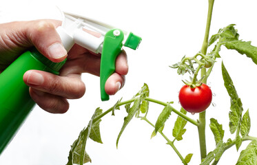Men's hands hold spray bottle and watering the tomato plant, isolated on white background. Man...