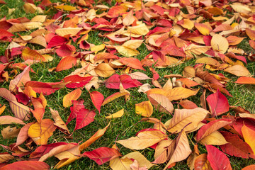 Yellow and dried, fallen leaves on the ground. Autumn concept.