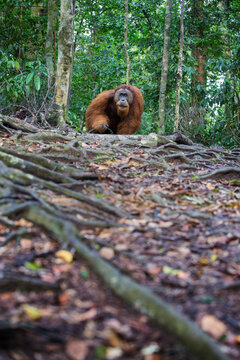 Male Sumatran orangutan (Pongo abelii) walking in forest