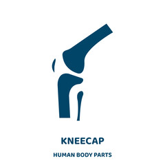 kneecap vector icon from human body parts collection. medical filled flat symbol for mobile concept and web design. Black health glyph icon. Isolated sign, logo illustration. Vector graphics.