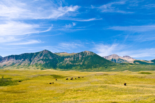 Plains buffalo roam the prairies in Waterton Lakes National Park.
