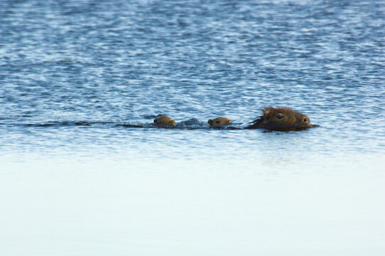 A female capybara (hydrochaeris hydrochaeris) and two babies swim through the waters of Laguna Parana, Estancia San Alonso, Este