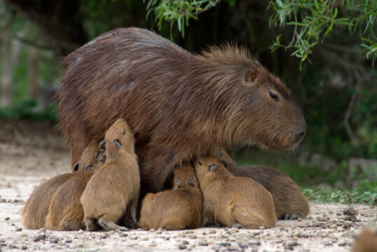 A swarm of baby Capybaras (hydrochaeris hydrochaeris) try to nurse from an adult female cabybara at Estancia Rincon del Socorro,