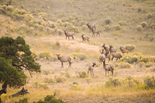 A herd of female elk and their young gather in a clearing at sunrise in Yellowstone National Park, Wyoming.