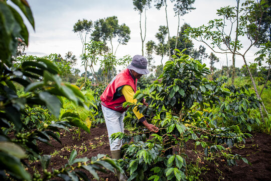Workers in the coffee fields of the Kerinci Valley of Sumatra, Indonesia.