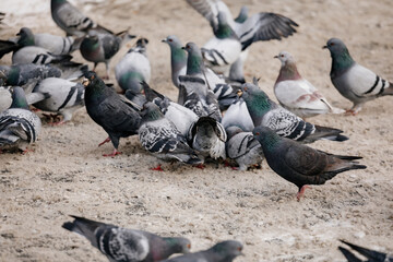 Fototapeta premium Flock of gray pigeons fight for food on dirty snow in winter day, birds peck at piece of bread and food crumbs in city center of Prague, pigeons sort things out and flap their wings, urban landscape