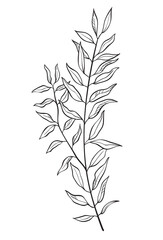 Hand drawn of wild herb. Black outline plant drawing isolated on white background.