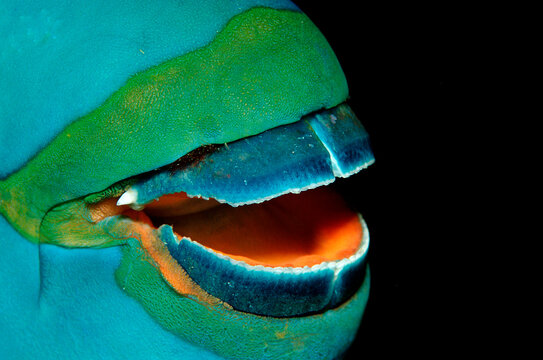 Greentroat parrotfish, Scarus prasiognathos, Thailand, Indian Ocean, Phuket, Similan Islands, Andaman Sea
