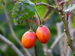 Tamarillo, an egg-shaped edible fruit. It is also known as the tree tomato.