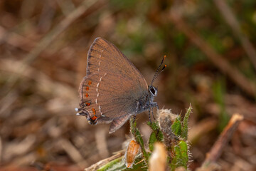 FR, Provence, Grambois, 21.06.2022, Südlicher Eichen-Zipfelfalter, Satyrium esculi