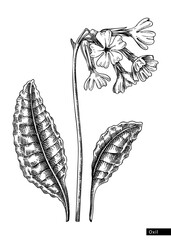 Oxlip flower sketch in engraved style. Floral branch with buds and leaves. Black contoured primula drawing. Botanical vector illustration of spring woodland plant isolated on white background