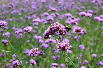 The Verbena Flower and black bee, verbena is a Beautiful Perennial Plant That Blooms in Pots and Summer Planters
