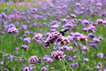 Obraz premium The Verbena Flower and black bee, verbena is a Beautiful Perennial Plant That Blooms in Pots and Summer Planters, field of flowers
