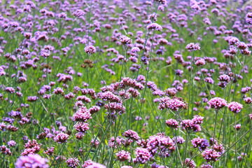 The Verbena Flower, verbena is a Beautiful Perennial Plant That Blooms in Pots and Summer Planters, field of flowers	