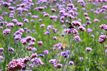 Obraz premium The Verbena Flower and black bee, verbena is a Beautiful Perennial Plant That Blooms in Pots and Summer Planters, field of flowers