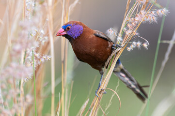Granatina granatina - Violet-eared Waxbill - Cordonbleu grenadin