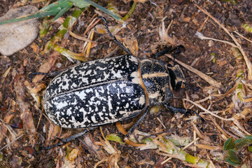 FR, Provence, Grambois, 22.06.2022, Walker, Türkischer Maikäfer, Polyphylla fullo