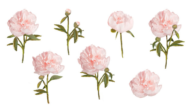 Pink Peonies picture, flowers clipart isolated on white. Png illustration with transparent background.