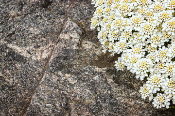 Caucasian rhesus grows like a carpet next to a granite stone. Spring floral background
