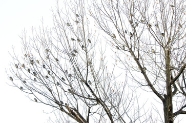 Fototapeta na wymiar White-cheeked starlings Spodiopsar cineraceus perched on a tree. Hamarikyu Gardens. Tokyo. Japan.