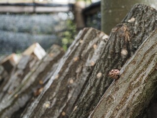 シイタケの原木栽培