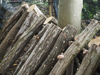 シイタケの原木栽培