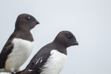 Little auk roosting on their rocky nests in Svalbard, Arctic 	