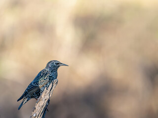 starling bird framed on the left with backlight and diffused background