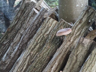 シイタケの原木栽培