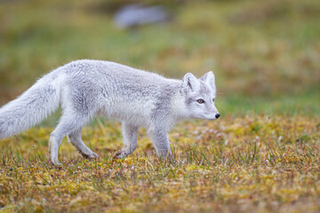 Naklejka na ściany i meble Arctic Fox cub running around on the tundra in the Arctic, Svalbard.