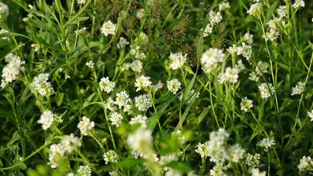 Berteroa incana is a flowering plant in the mustard family, Brassicaceae. Its common names is alyssum, false hoary madwort, hoary berteroa and hoary alison. The plant is toxic to horses.