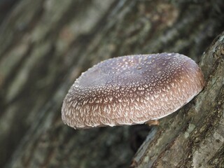 大きなシイタケ