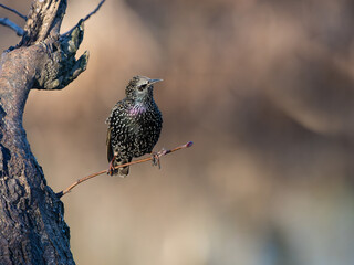 Common Starling Perched on a Branch with Diffused Backlight Looking Across