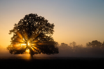 Sun shining through an oak tree in Bushy Park in London	